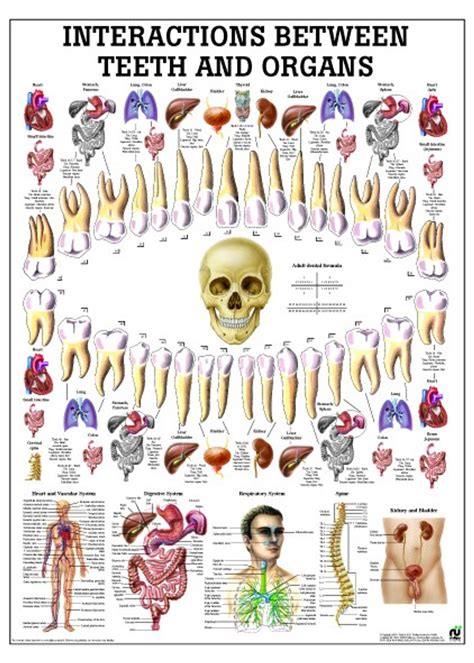 Meridian Tooth Chart With Organs And Emotions