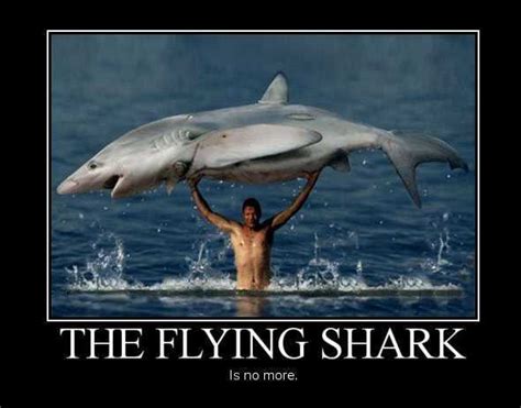 The 21 Funniest Shark Memes Ever (GALLERY)