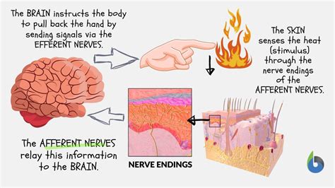 Afferent Nerve - Definition and Examples - Biology Online Dictionary