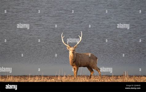 A lone sika deer with large antlers Stock Photo - Alamy