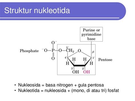 Struktur fungsi asam nukleat