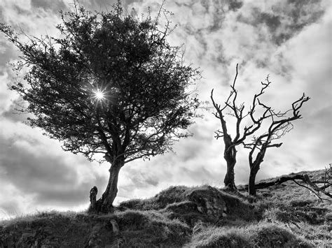 Hawthorn Tree | Wicklow Mountains | art landscape photo | Ireland