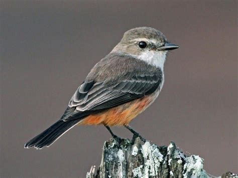 Female Vermilion Flycatcher | Vermilion flycatcher, Flycatcher, Scarlet ...