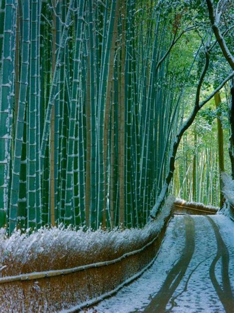 Kyoto Bamboo – Bing Wallpaper Download