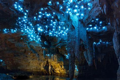 New Zealand's Glow Worm Caves Glimmer Naturally With Countless Dots Of Blue Lights | Curly Tales