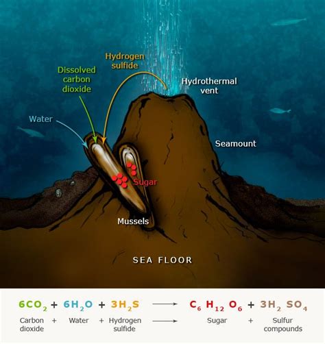 Photosynthesis and chemosynthesis