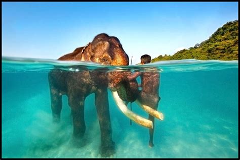 Elephant Beach - Andaman and Nicobar Islands - India | Travel life journeys