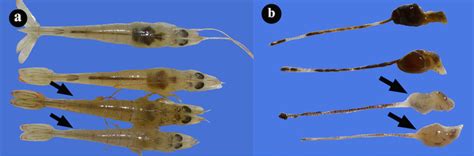 (a) Photographs of hepatopancreases from healthy L. vannamei shrimp and ...