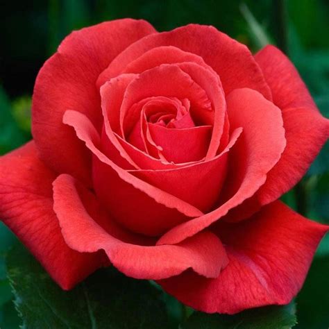 hybrid tea roses colors #Hybridtearoses | Hybrid tea roses, Rose, Hybrid tea roses care