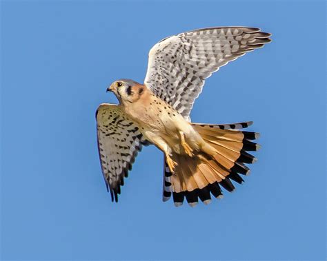 Kestrel in Flight Photograph by Maren Semler - Fine Art America