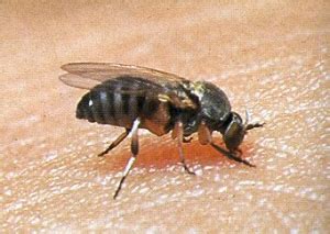 Black Flies | Public Health and Medical Entomology | Purdue | Biology ...