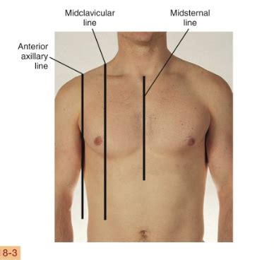 Unit 10- Lungs & chest Flashcards | Quizlet