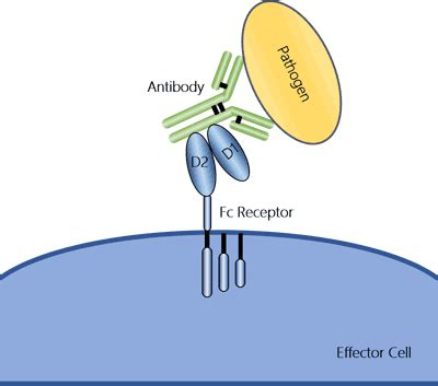 The Overview of Fc Receptors- Classification, Related Signaling ...