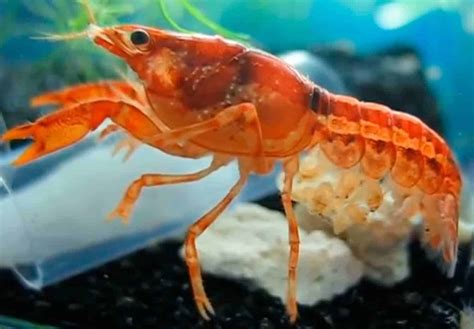 Male Vs Female Crayfish