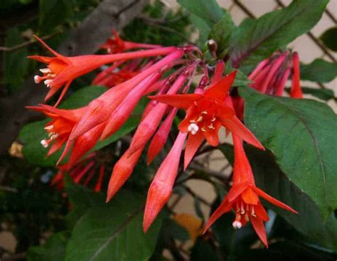 How to Grow Fuchsia: Care, Types, and Growing Tips | Happy DIY Home