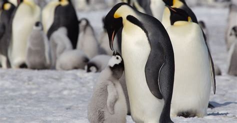 Penguin Lifespan: How Long Do Penguins Live? - A-Z Animals