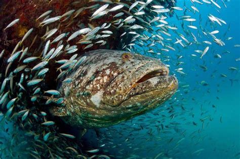 How to Catch Grouper-best grouper fishing tips – Aquarobotman Store