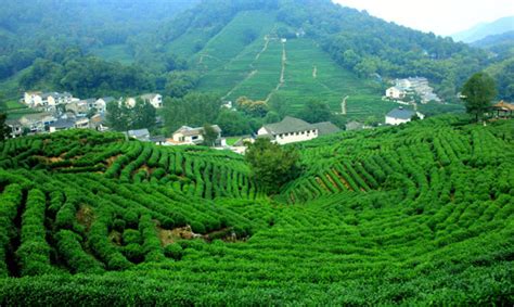 Hangzhou Tea Plantation, Visit Longjing Tea Plantation