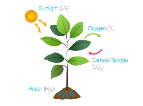 Kingdom Plantae: Characteristics, Nutrition, Reproduction in Plants ...