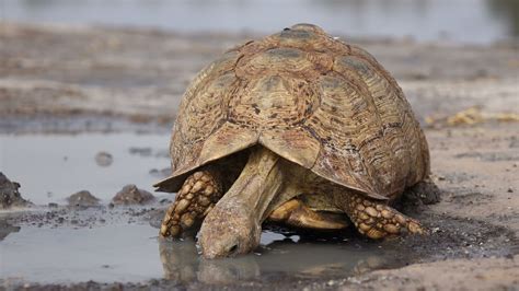 Leopard tortoise (Stigmochelys pardalis) Tortoise Food, Tortoise Habitat, Baby Tortoise ...