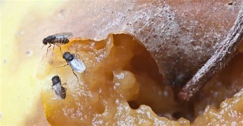 Fruit Fly Lifespan: How Long Do Fruit Flies Live - AZ Animals