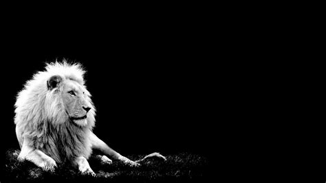 Lion White Background - WallpaperSafari