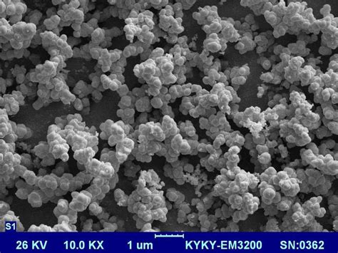 SEM image of chitosan nanoparticles | Download Scientific Diagram