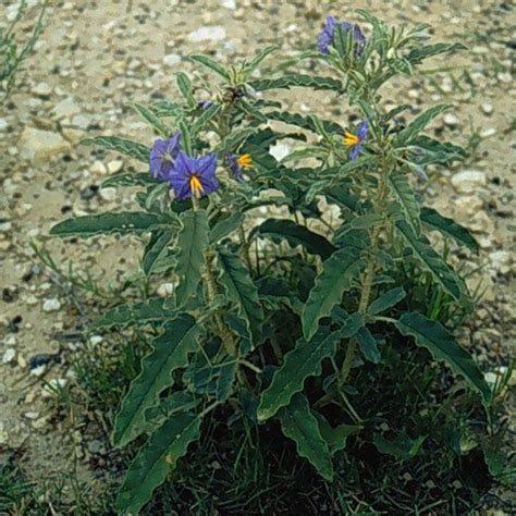 How to Neutralize Silverleaf Nightshade: Safe and Effective Three-Step Ways to Control ...