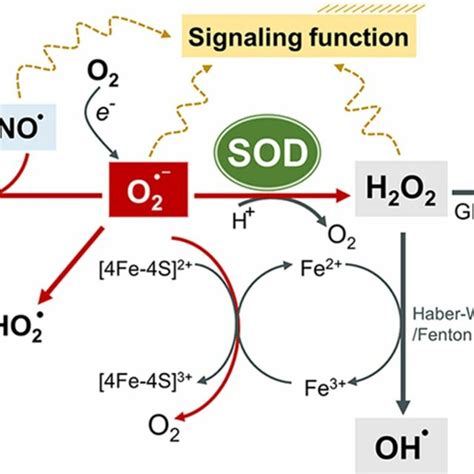 Reactions and transformations of the superoxide anion. SOD enzymes... | Download Scientific Diagram