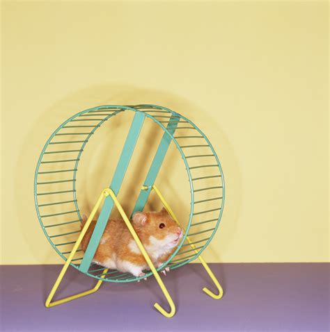 Are You Stuck on a Hamster Wheel? What Do You Need in Your Life to ...