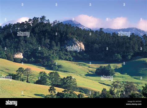 Monterey Pine tree forest in morning below rolling green grass field ...