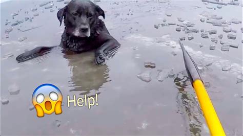 Best Animal Rescues Of The Year 😢 These Animals asked people for help ...