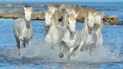 Meet The Camargue Horse, One Of The Oldest Breeds In The World