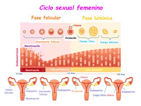 El ciclo menstrual | Familia y Salud