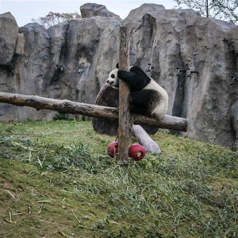 Pandas Shanghai Zoo Stock Photo by ©innervision 265588130