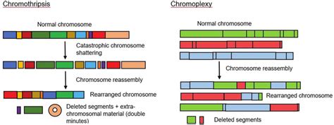 Complex chromosomal rearrangements in multiple myeloma: chromothripsis... | Download Scientific ...