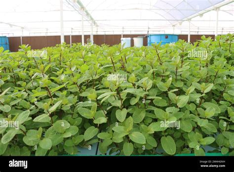 Hydroponics Farming System Stock Photo - Alamy