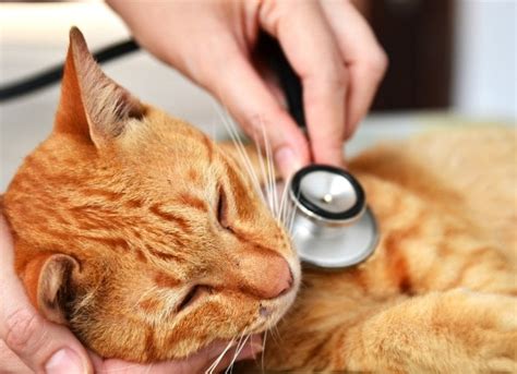 Feline Leukemia Virus (FeLV) - Symptoms & Treatment | petMD | petMD