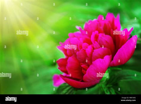 Garden red peonies hi-res stock photography and images - Alamy