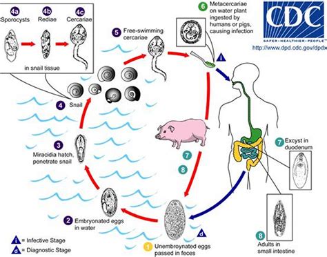 Image: Fasciolopsis buski Life Cycle - MSD Manual Professional Edition