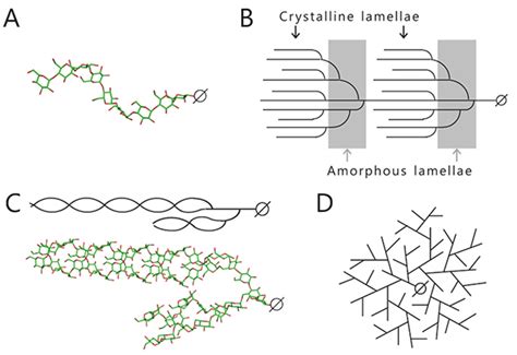 Amylopectin Structure