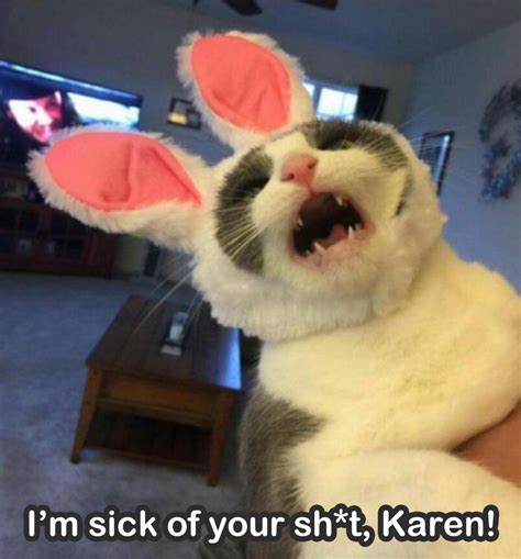 Karen Cat Meme Do Something