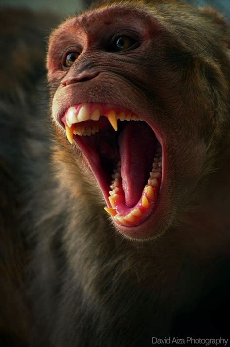 Angry monkey | Animals | Pinterest