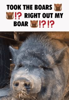 Boar Running GIF - Boar Running Pixel Art - Discover & Share GIFs