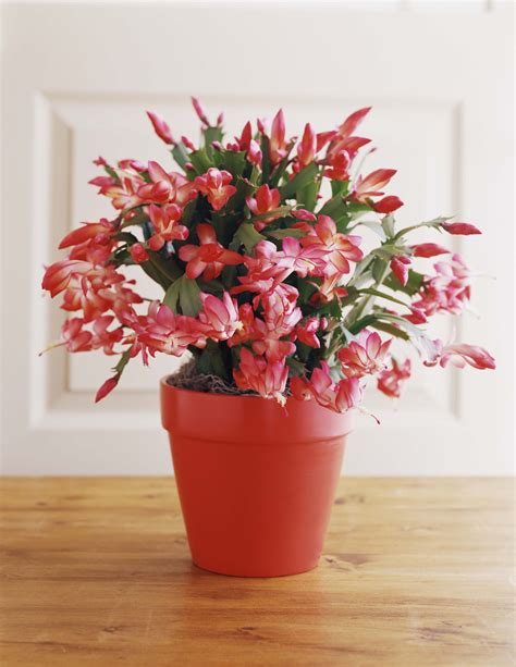 christmas-cactus-care-1567093329 - Gardening Soul