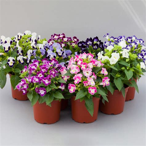 TORENIA fournieri HI-LITE MIX - Muller Seeds