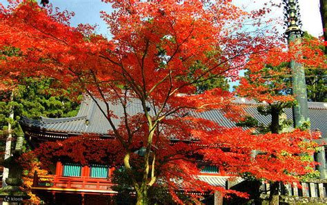 World Heritage Nikko and Specialties of Nikko Tour in Autumn - Klook