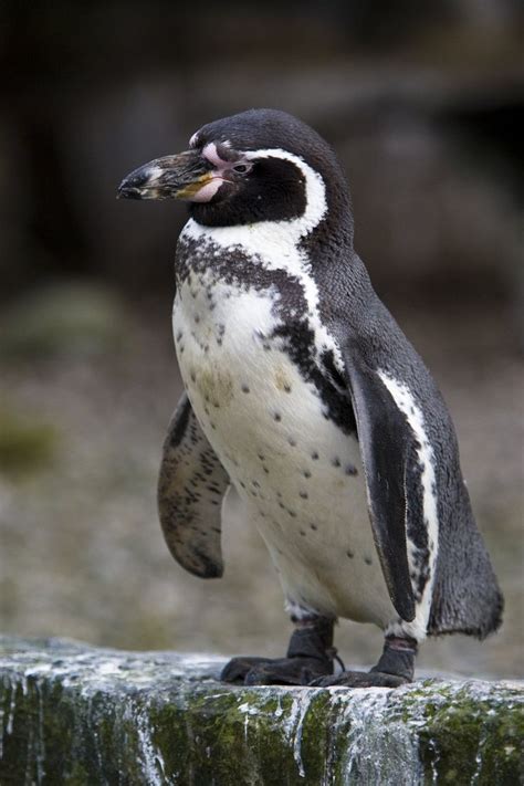 Penguin at Dublin Zoo | Dublin zoo, Zoo animals, Zoo