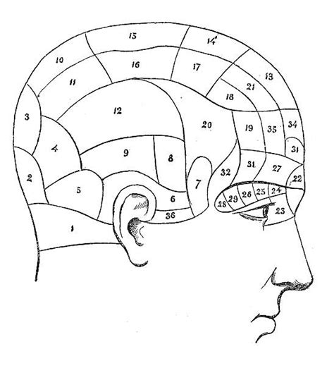 20+ Phrenology Diagram Illustrations, Royalty-Free Vector Graphics & Clip Art - iStock