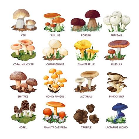 How to grow Mushrooms at Home (Complete Guide)